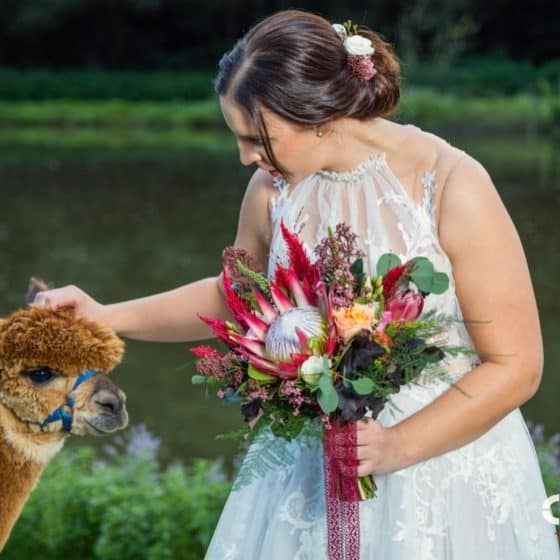 Braut mit Brautstrauß und Alpaka