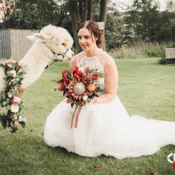 Braut mit Blumenstrauß und Alpaka